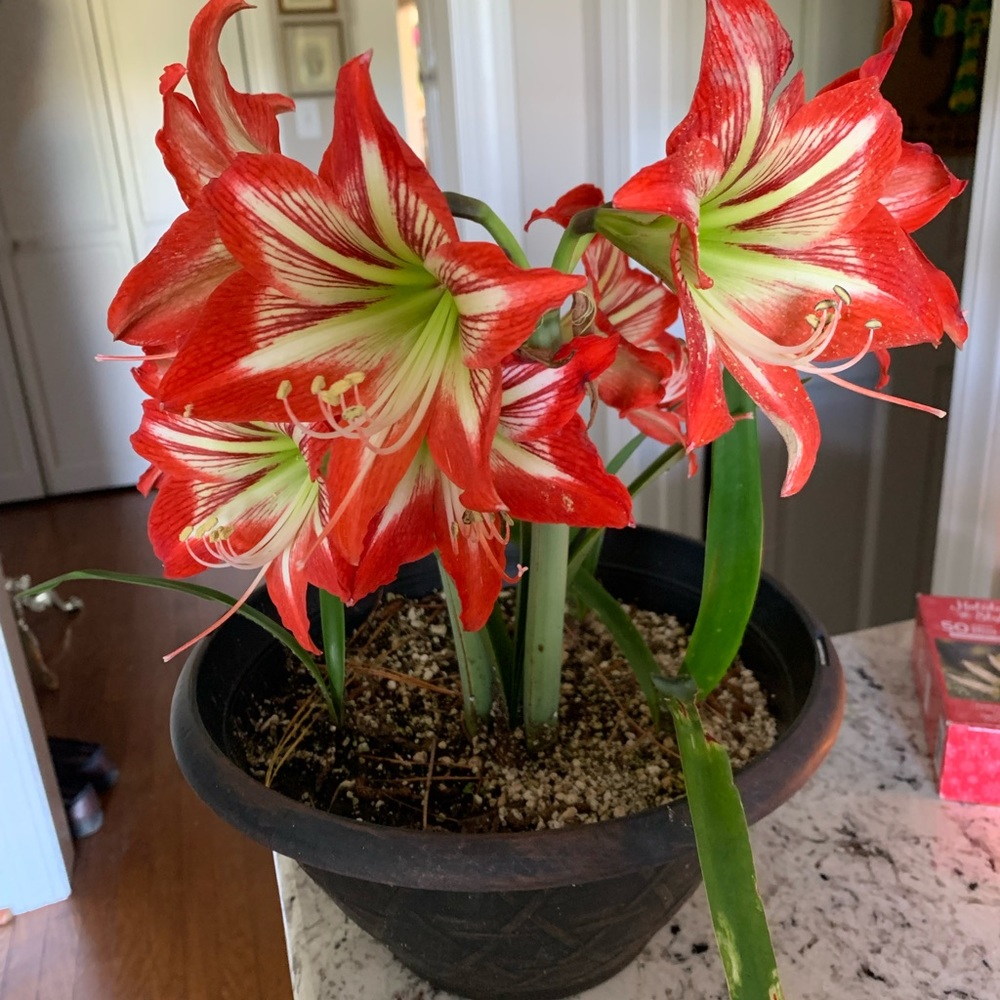 Three Amaryllis bulbs, two Apple Blossom and one Stargazer bulb - Picture 4 of 4
